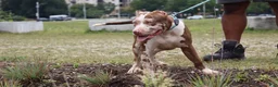 American Bully dogs for sale: Iris - Ad 13