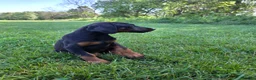 Doberman Pinscher dogs for sale: Doberman Pinscher Puppy 2 - Ad 3