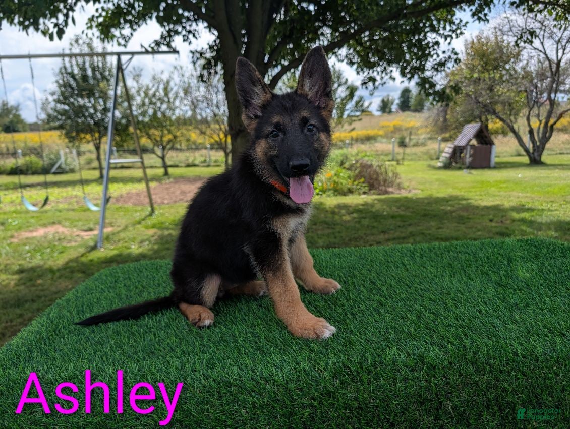 German Shepherd dogs Ashley - Ad 2