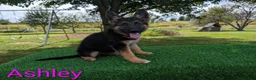 German Shepherd dogs for sale: Ashley - Ad 2