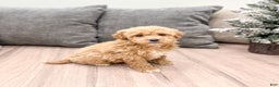Goldendoodle dogs for sale: Tanner  - Ad 1
