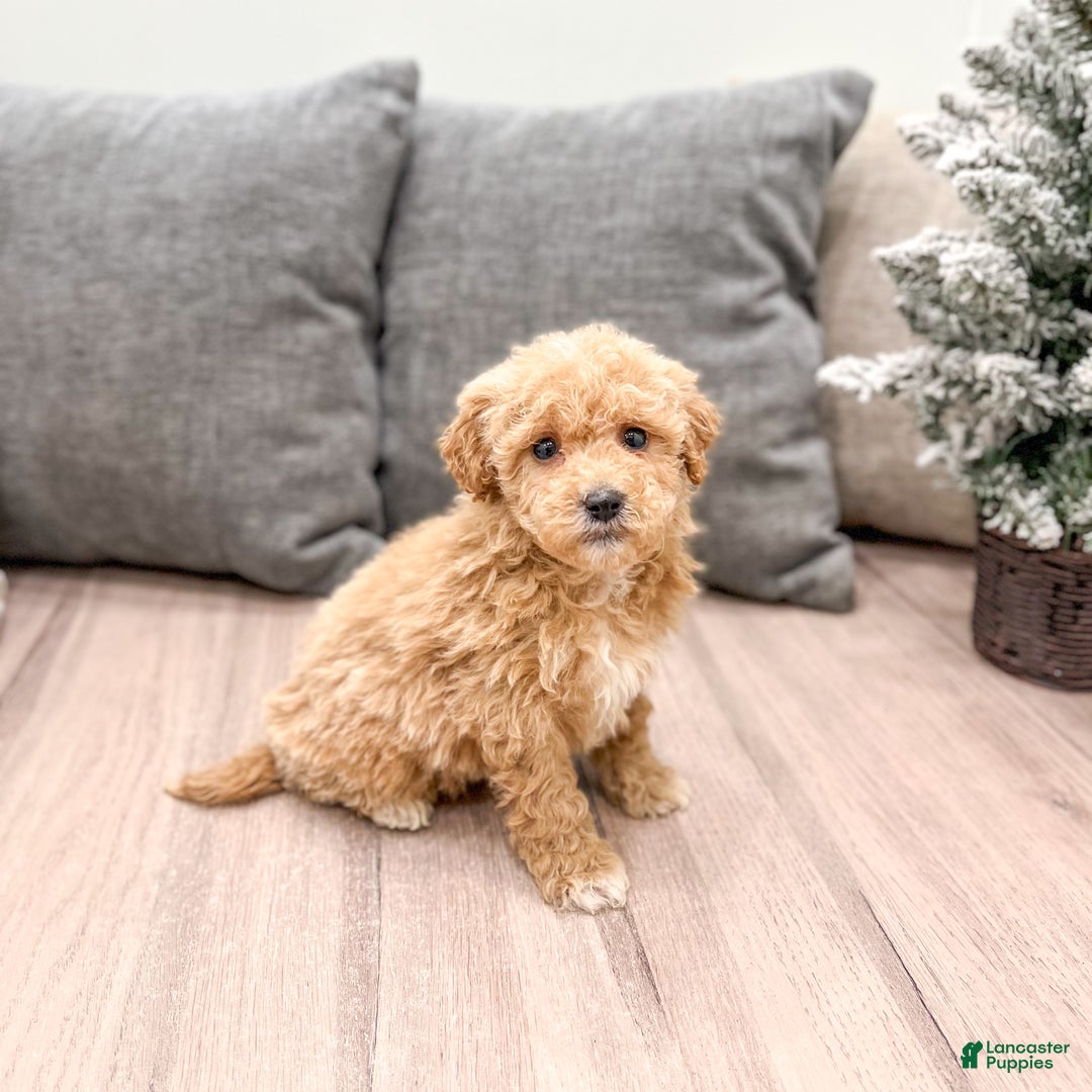 Goldendoodle dogs for sale: Tanner  - Ad 1