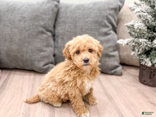 Goldendoodle dogs Tanner - Ad 6