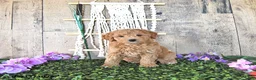 Mini Goldendoodle dogs for sale: Mr Columbus - Ad 4