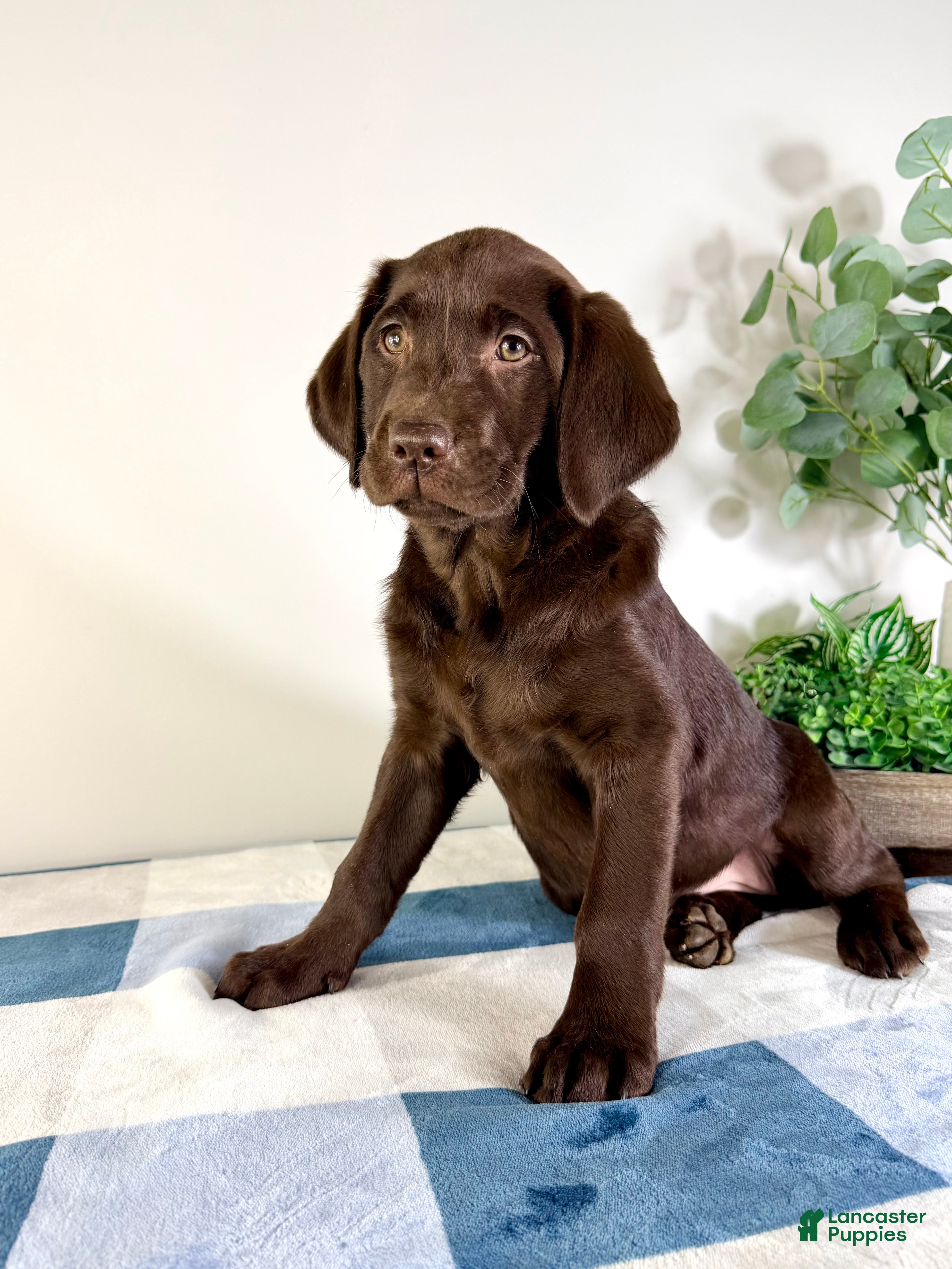 Labrador Retriever dogs AKC Lainey - Ad 42