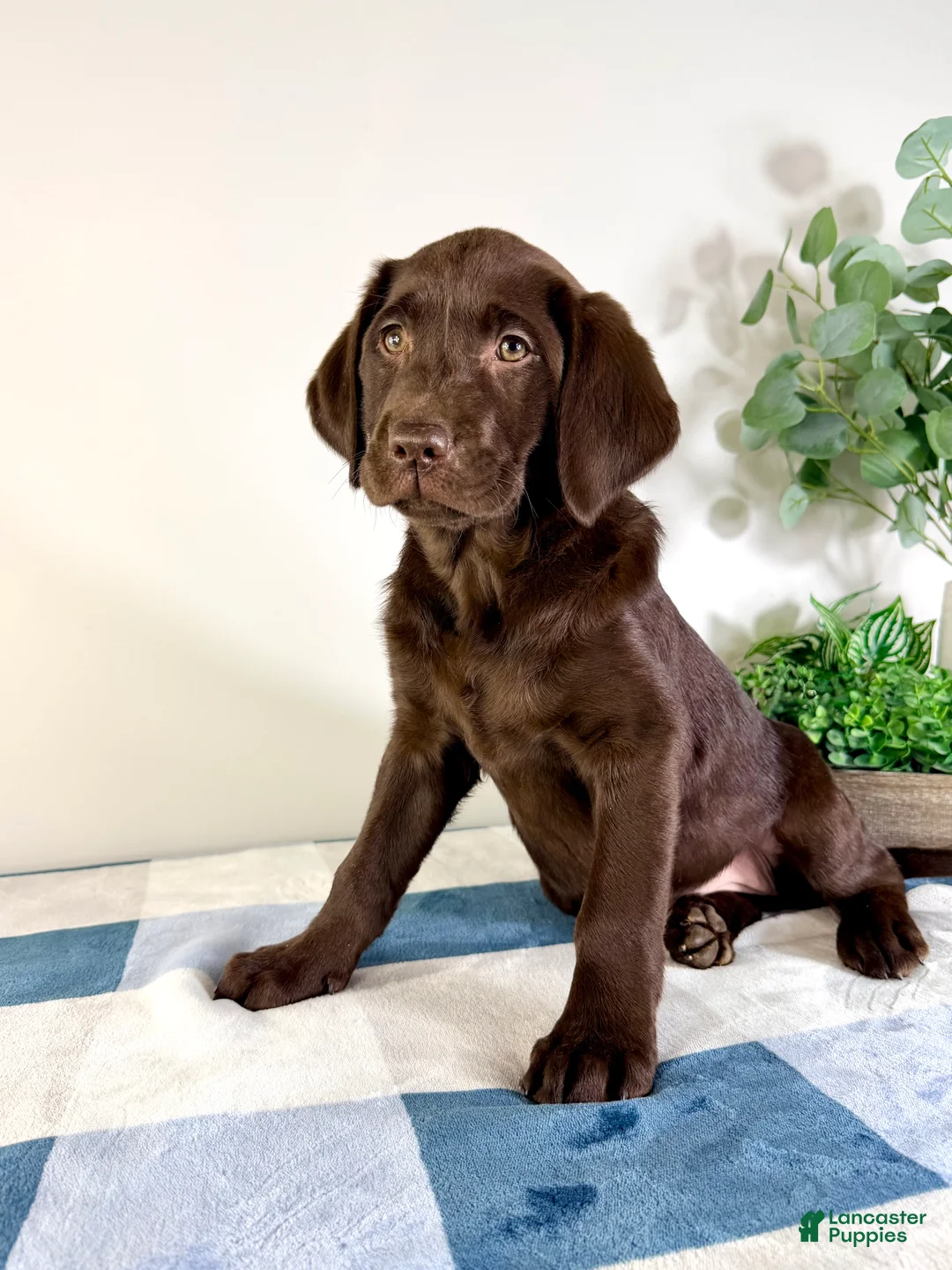 Labrador Retriever dogs for sale: AKC Lainey - Ad 1