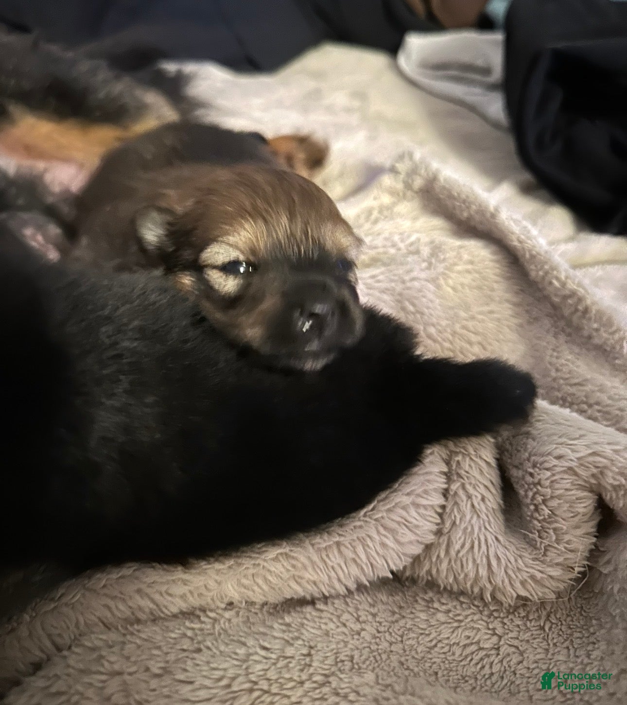 Pomeranian dogs for sale: Pomeranian Puppy 2 - Ad 2