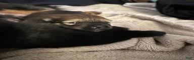 Pomeranian Puppy 2