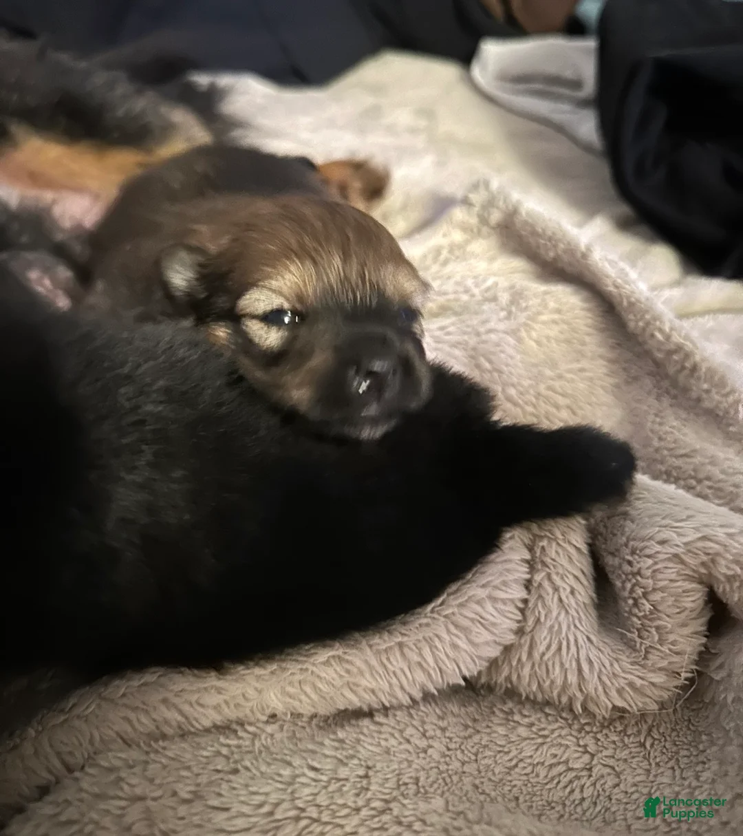 Pomeranian dogs for sale: Pomeranian Puppy 2 - Ad 1
