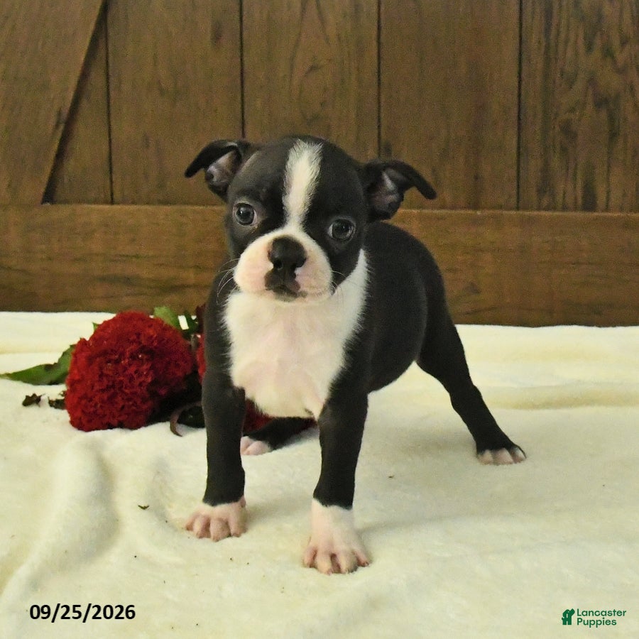 Boston Terrier dogs Tulip - Ad 2