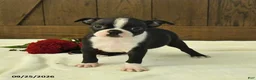 Boston Terrier dogs for sale: Tulip - Ad 2