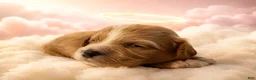 Maltipoo dogs for sale: Angel - Ad 7