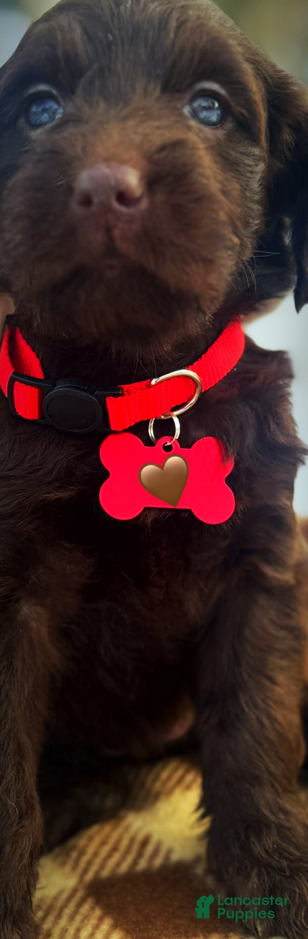 Labradoodle dogs for sale: Labradoodle Puppy 1 - Ad 13