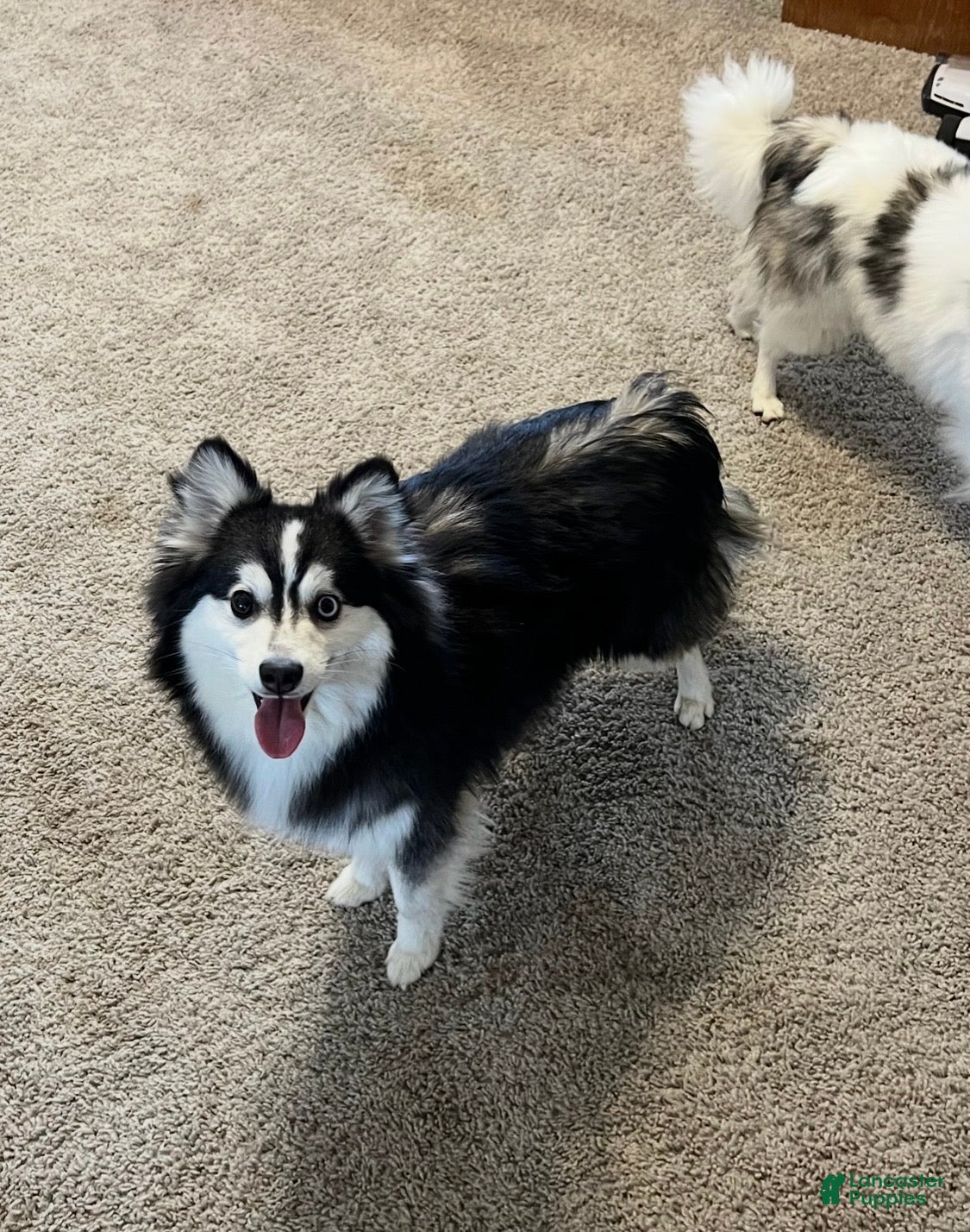 Alaskan Klee Kai dogs Alaskan Klee Kai 1 - Ad 2