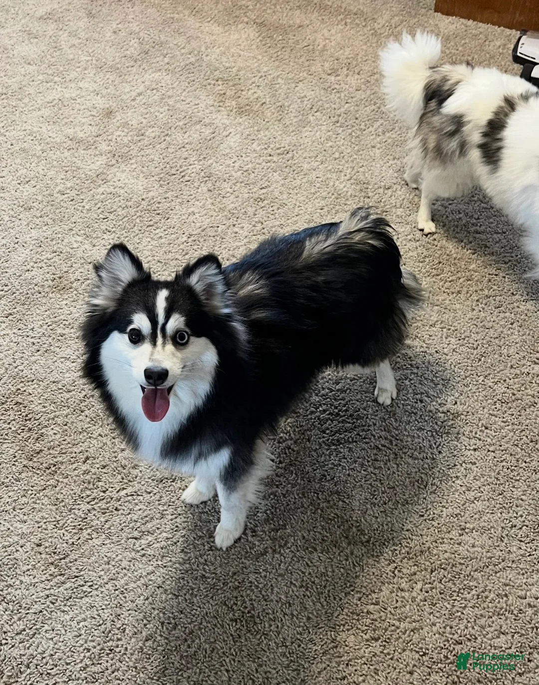 Alaskan Klee Kai dogs for sale: Alaskan Klee Kai 1 - Ad 2