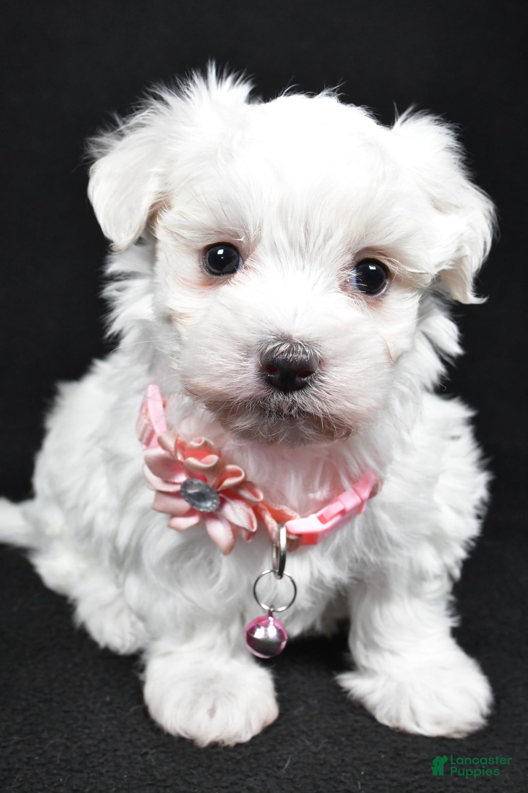 Maltese dogs for sale: Karma - Ad 2