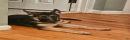 German Shepherd dogs for sale: German Shepherd 6 - Ad 2