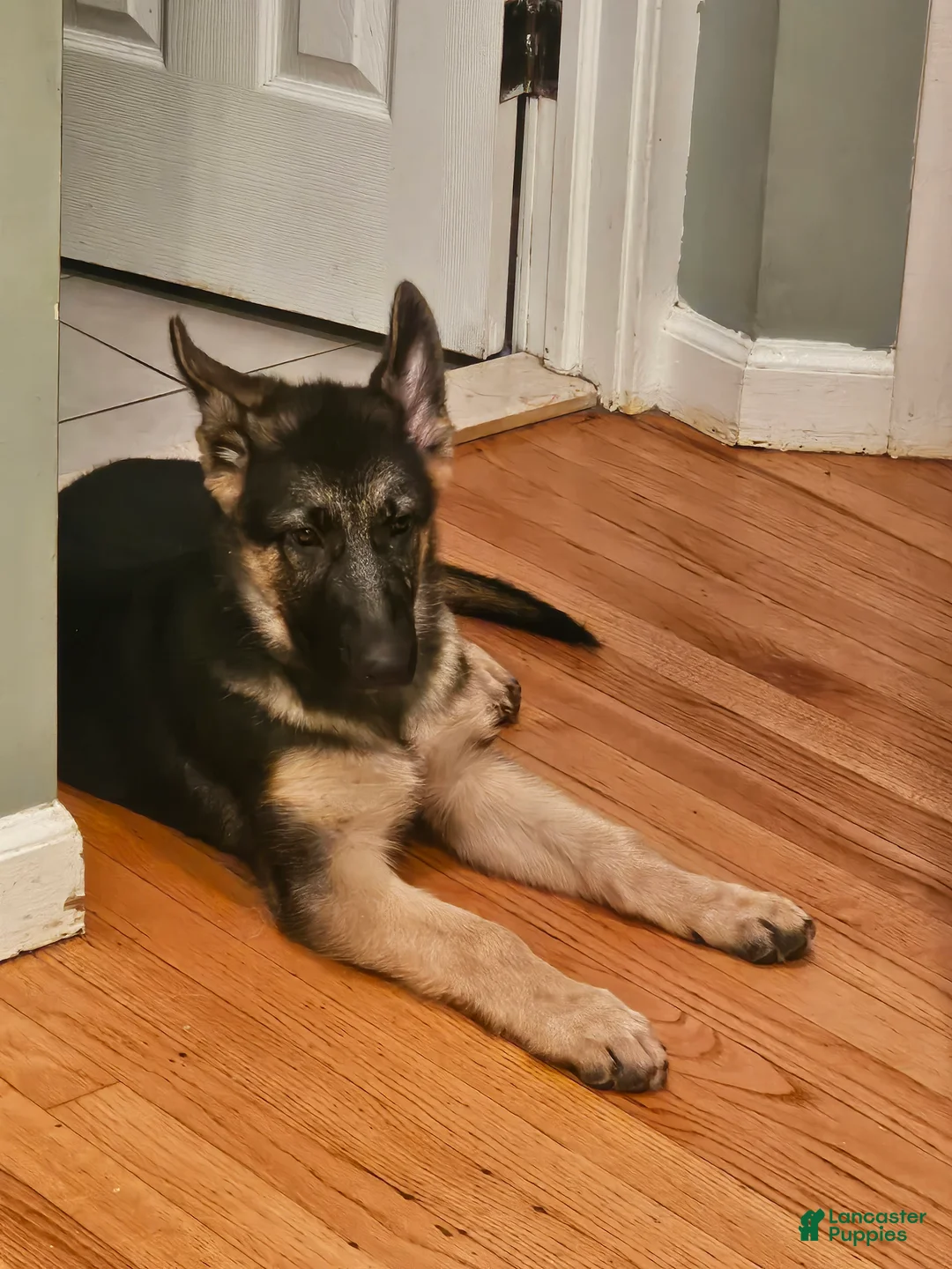 German Shepherd dogs for sale: German Shepherd 6 - Ad 2