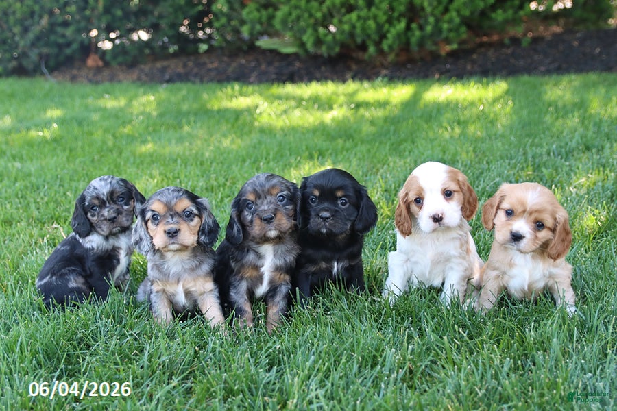 Cockalier dogs Ruby - Ad 2