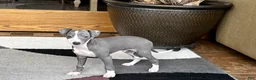Italian Greyhound dogs for sale: Mj - Ad 6