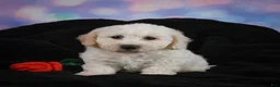 Bichon Frise dogs for sale: Jeff - Ad 9