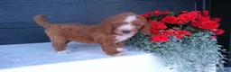 Goldendoodle dogs for sale: Chase - Ad 6