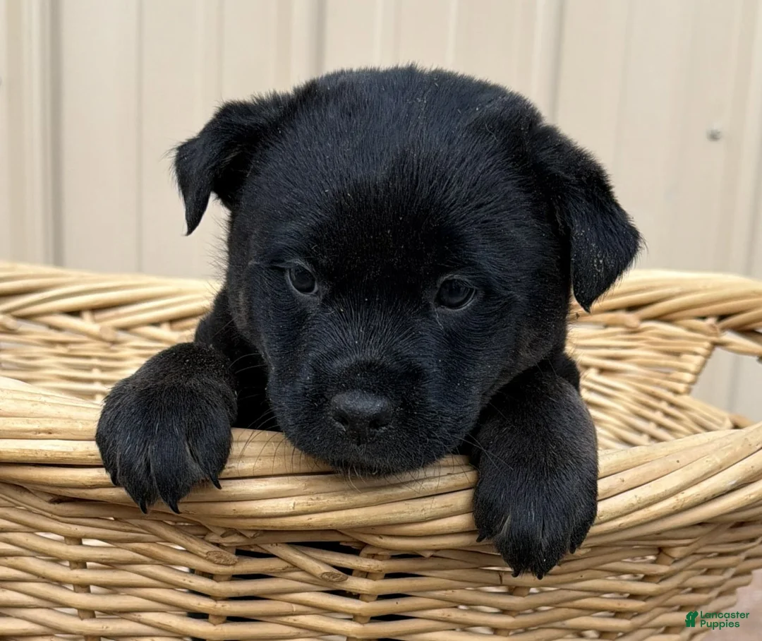 Rottweiler dogs for sale: Rottweiler Puppy 5 Hessie - Ad 1