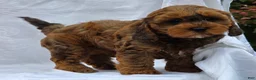 Cavapoo dogs for sale: Riley - Ad 4