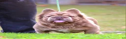 French Bulldog dogs for stud: Mufusa - Ad 3