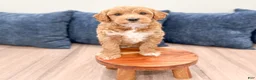 Mini Goldendoodle dogs for sale: Bear - Ad 4