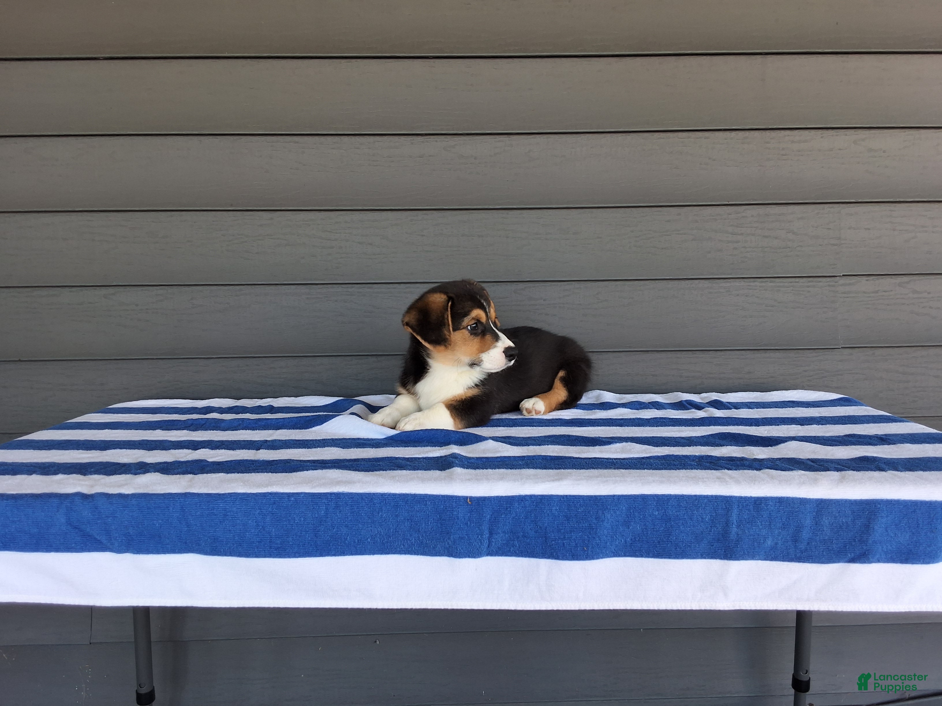Welsh Corgi Pembroke dogs Casper - Ad 2