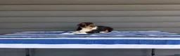 Welsh Corgi Pembroke dogs for sale: Casper - Ad 2