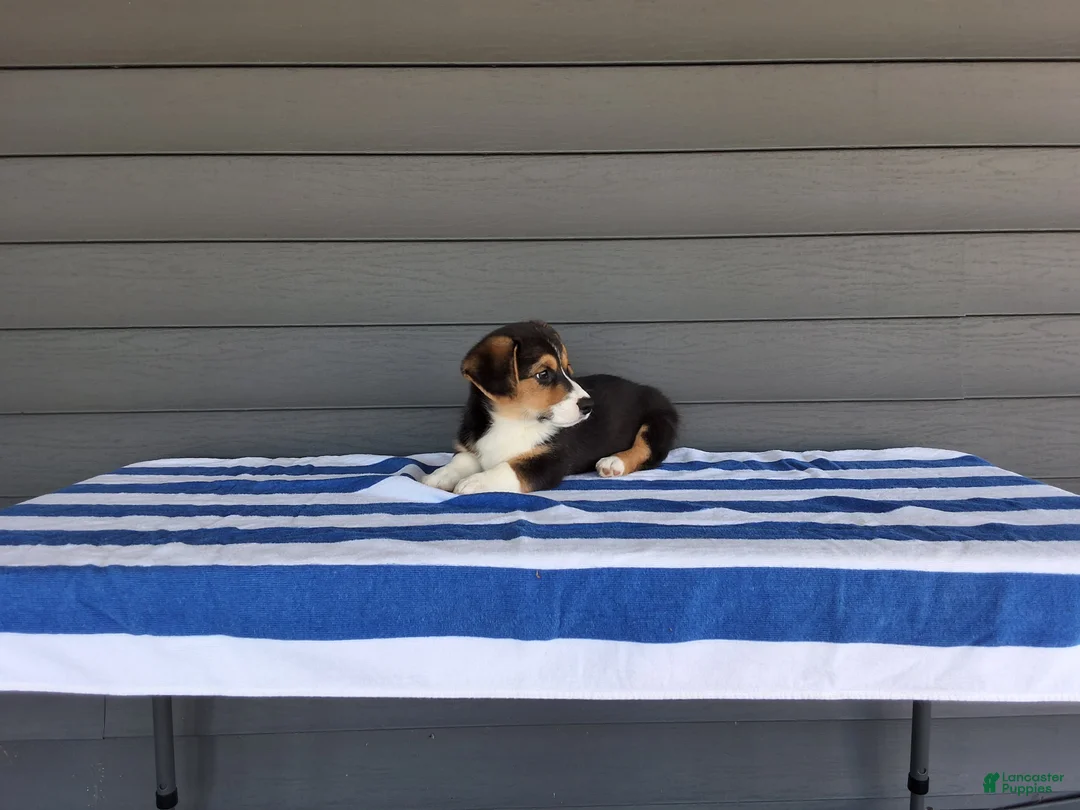 Welsh Corgi Pembroke dogs for sale: Casper - Ad 2