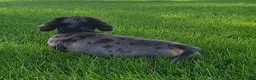 Miniature Dachshund dogs for sale: Trigger  - Ad 19