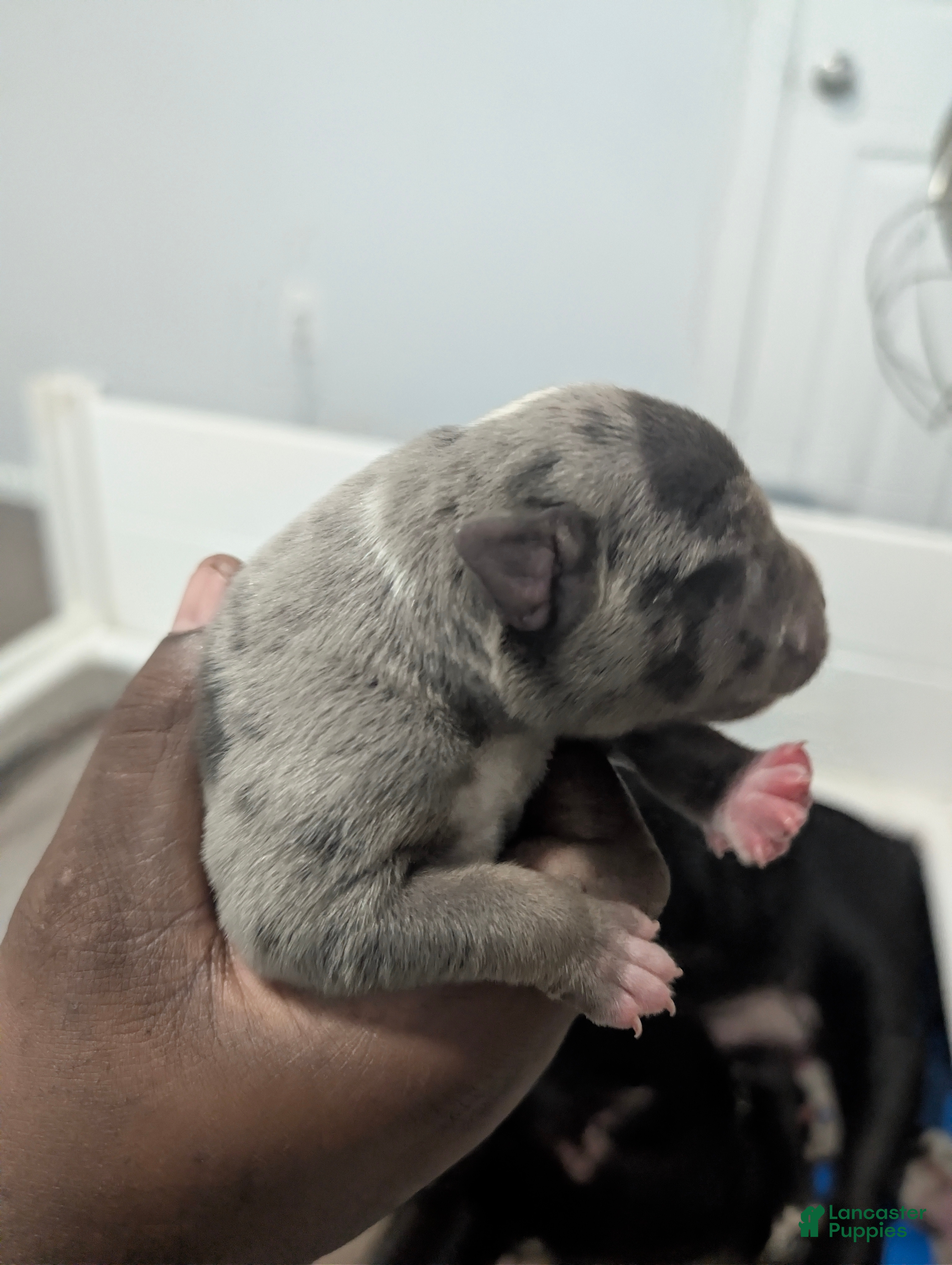 American Bully dogs American Bully Puppy 1 - Ad 37