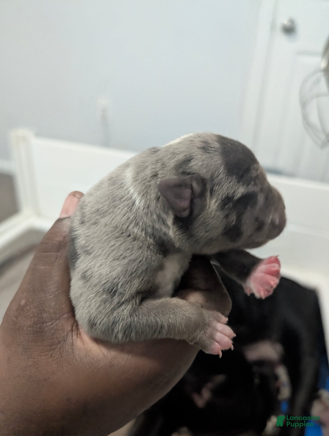 American Bully dogs for sale: American Bully Puppy 1 - Ad 1