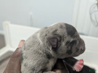 American Bully dogs American Bully Puppy 1 - Ad 35