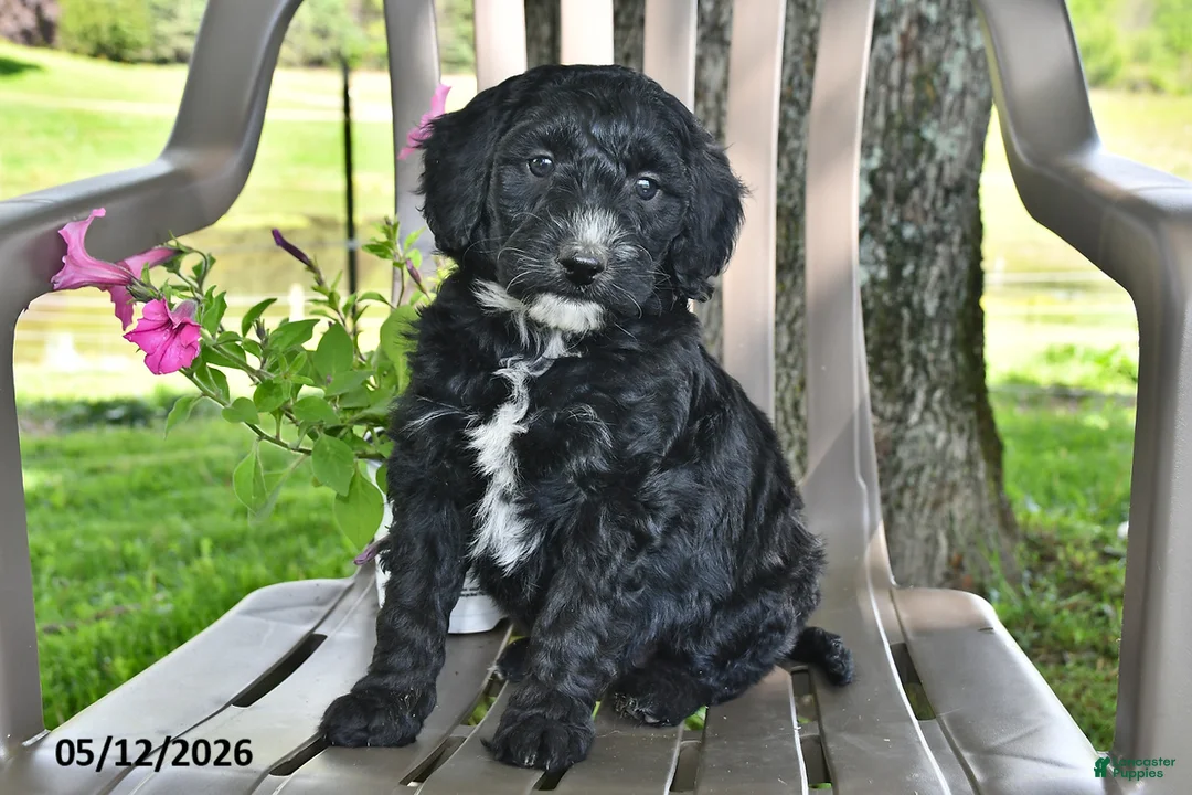 Goldendoodle dogs for sale: Millie - Ad 3