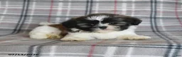 Shih Tzu dogs for sale: Sophie - Ad 3