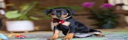 Miniature Pinscher dogs for sale: Sammy - Ad 4