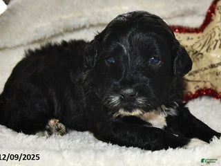 Portuguese Water Dog dogs for sale: Denny - Ad 3