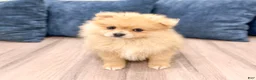 Pomeranian dogs for sale: Flynn - Ad 1