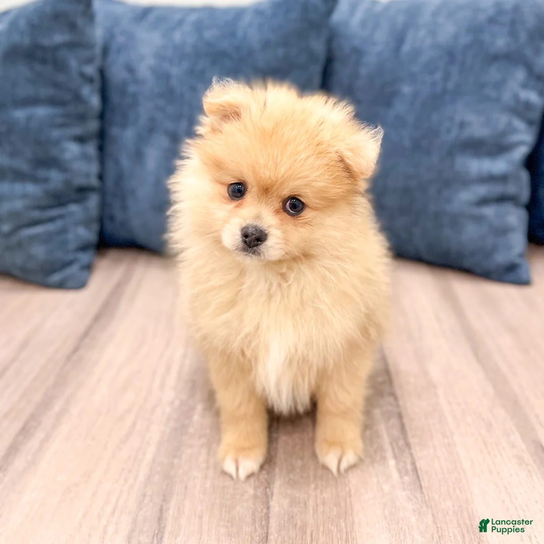 Pomeranian dogs for sale: Flynn - Ad 1