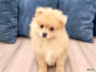 Pomeranian dogs for sale: Flynn - Ad 1