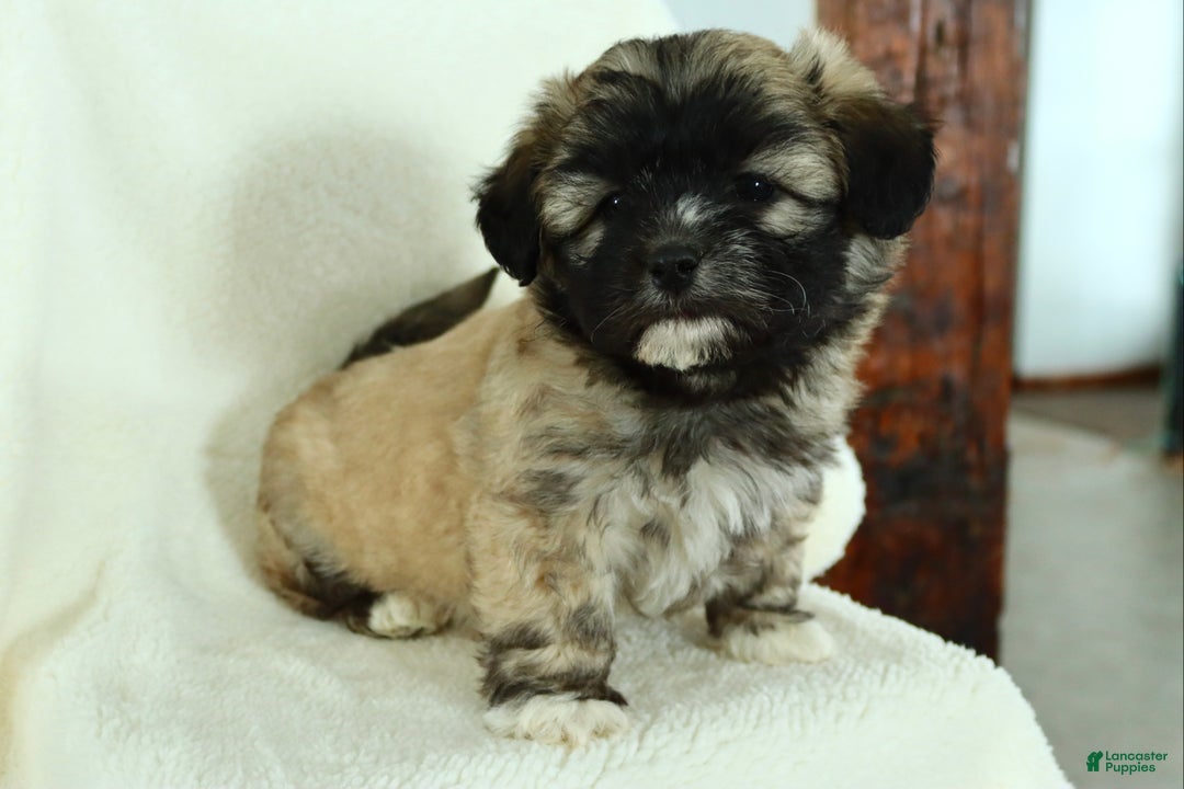 Teddy Bear dogs for sale: Diesel - Ad 2