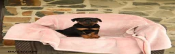 Rottweiler dogs for sale: Nina - Ad 5