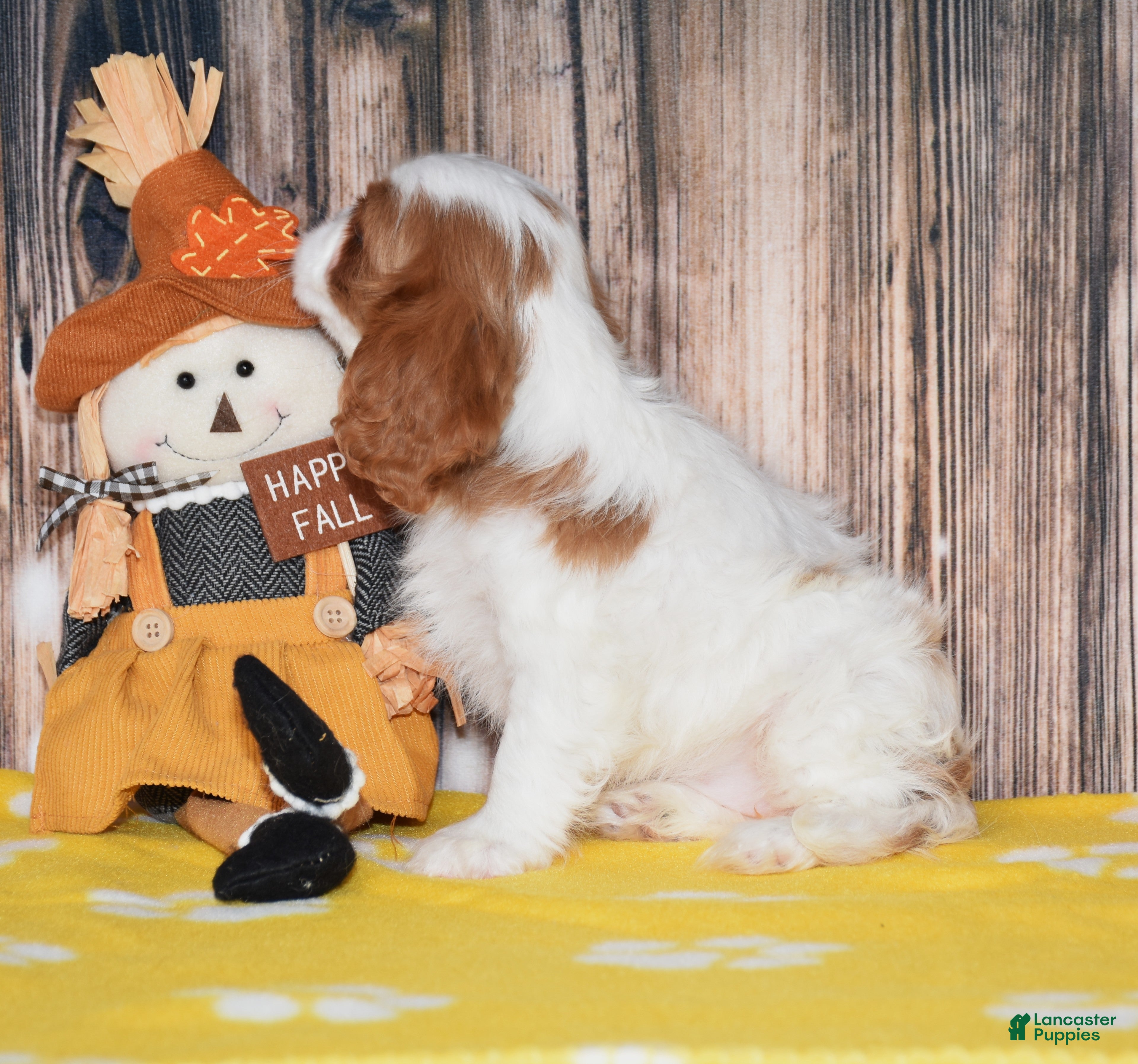Cavalier King Charles Spaniel dogs for sale: Gia - Ad 2