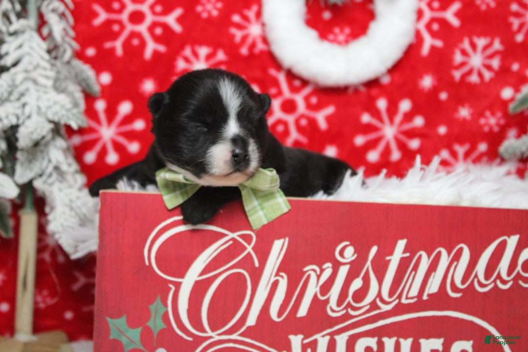 Pomsky dogs for sale: Luey  - Ad 9