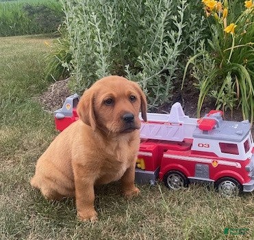 Labrador Retriever dogs Sandy  - Ad 2