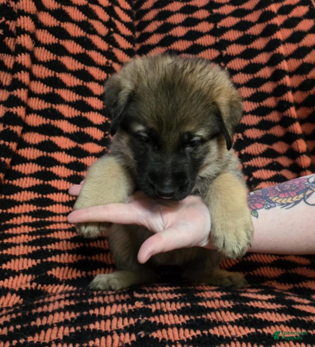 German Shepherd dogs for sale: Iris - Ad 1